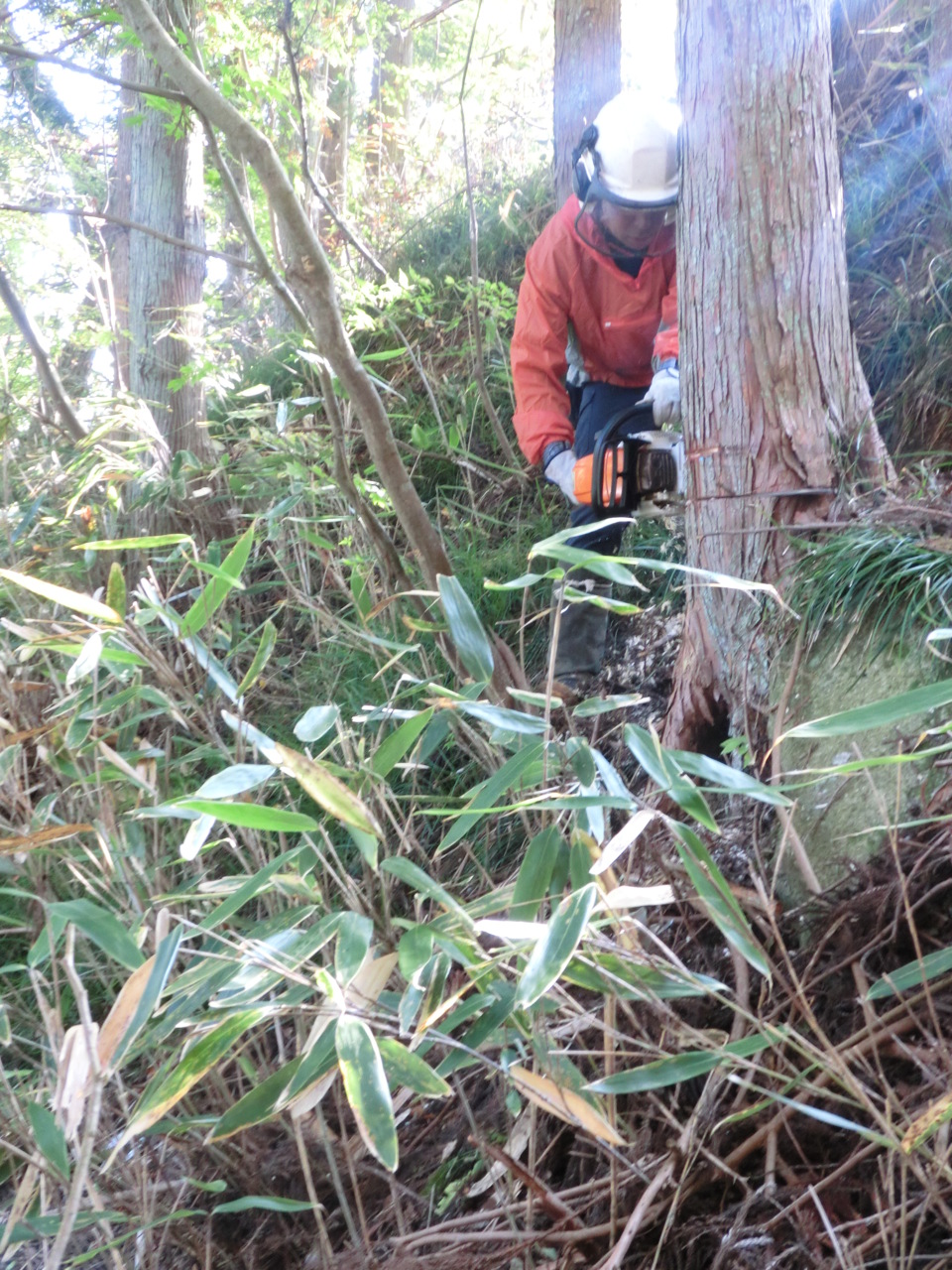 自山の木　伐採式