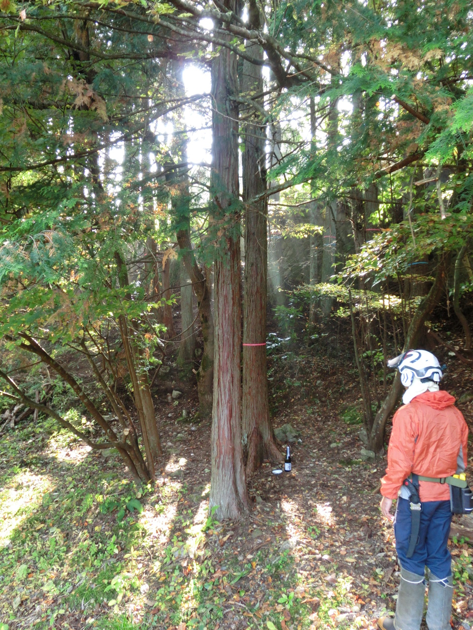 自山の木　伐採式