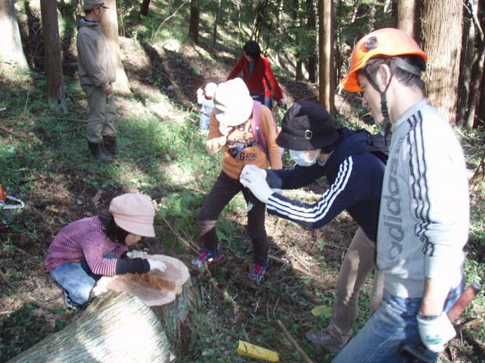 山の木伐採