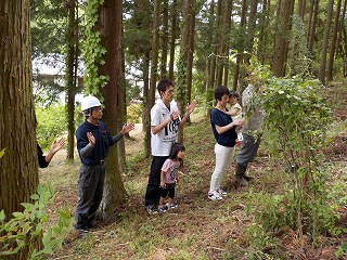 山の木伐採