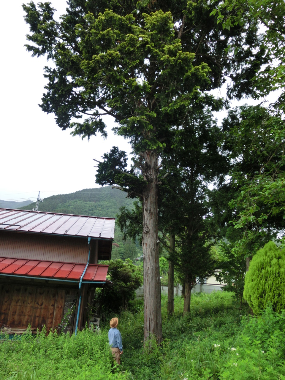 山の木下見