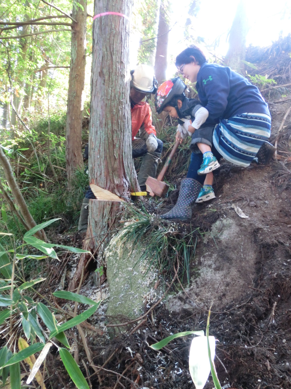 自山の木　伐採式