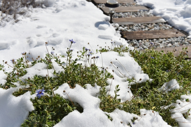 雪解け