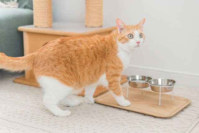 餌の前に立つ猫