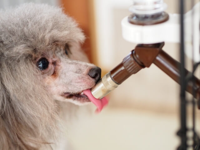 給水器で水を飲む犬