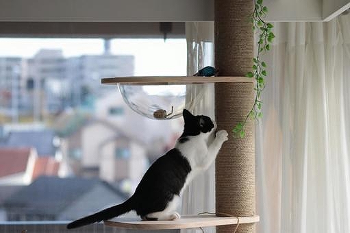 猫が爪を研いでいる様子