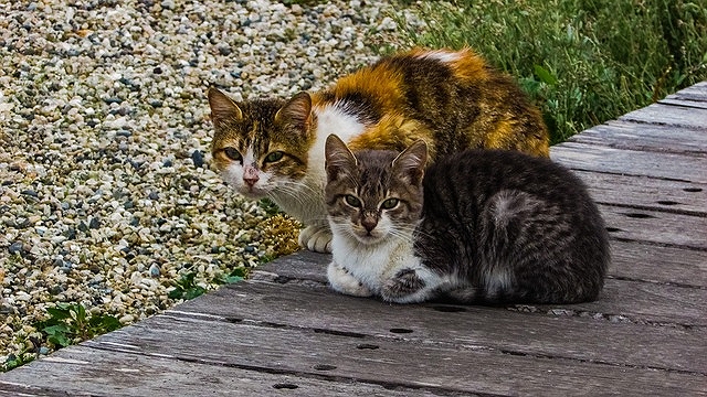 野良猫