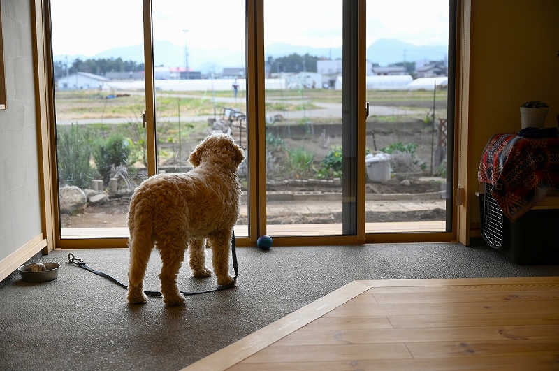 外を眺める犬