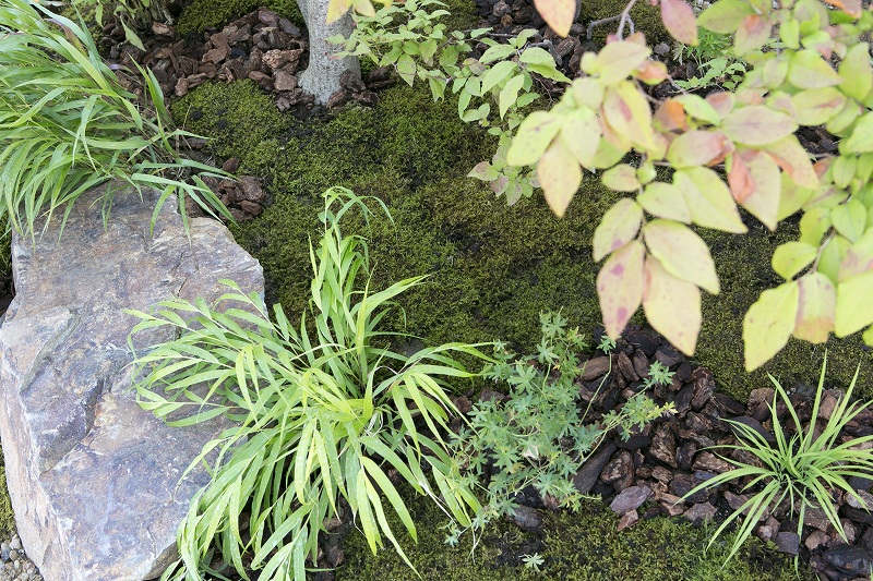 苔と草花