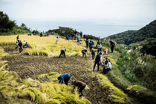 田んぼの風景